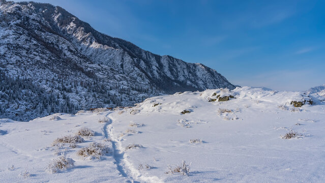 A well-trodden path winds through a valley between snowdrifts. Frosted dry grass on the roadsides. A picturesque mountain range against the blue sky. Altai