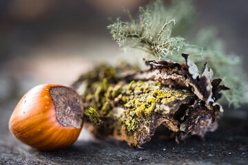 Acorn, moss, and lichen on a table, close-up outside