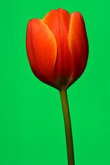 A tulip on simple background