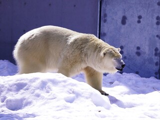 札幌円山動物園の人気者