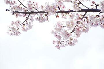 公園に咲く桜の花