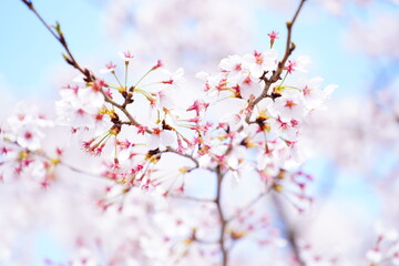 公園に咲く桜の花