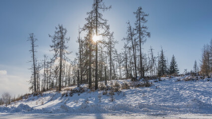 Bare trees stand on the hillside. The rays of the sunshine through the branches. Snowdrifts on the side of the winter road. Clear blue sky. Altai