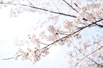 公園に咲く桜の花