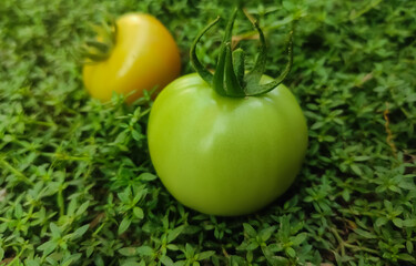 Close up shot of tomato on grass