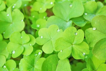 雨上がりのカタバミの葉
