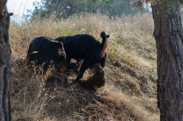 Two black dogs dug the ground on a hillside.