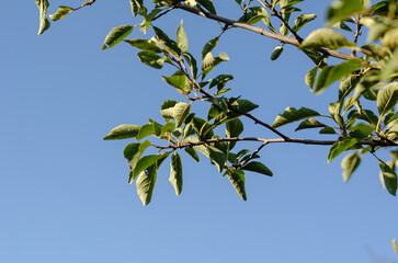 Parasite-damaged apple tree leaves on branches. Close-up of perforated leaves in an orchard.