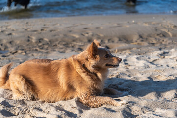 Portrait of a red mixed breed dog on the beach. Female lying on beige sand. Two Rottweilers frolicking in the water in the background.