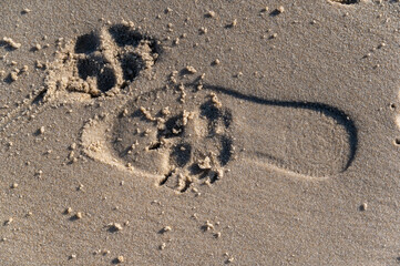 Footprints of a man and a dog on wet beige sand. The footprints of a man and a large dog.