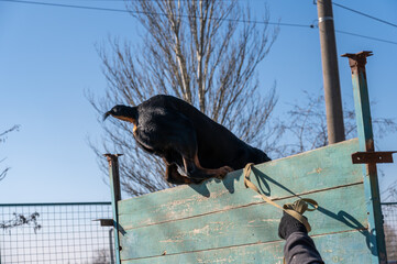 The big black dog overcomes the obstacle course. Rear section of a Rottweiler jumping a high wooden fence. The male owner's hand holds the dog's leash.