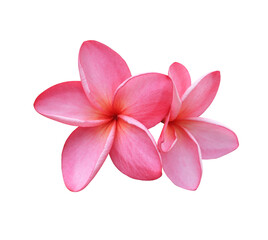 frangipani flower isolated on white