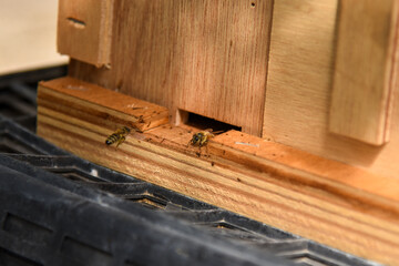 養蜂　蜜蜂の巣箱　ミツバチ
