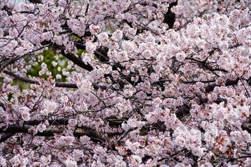 公園に咲く桜の花