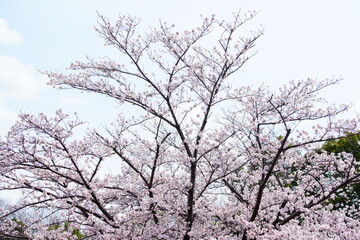 公園に咲く桜の花