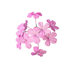 Fototapeta na wymiar pink flower isolated on white background