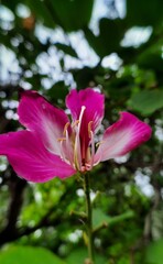 Fototapeta premium lovely pink flower