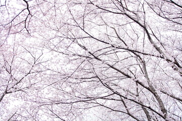 公園に咲く桜の花