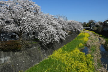 残堀川の桜と菜の花