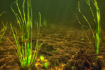 pike under water, predator fish in fresh water