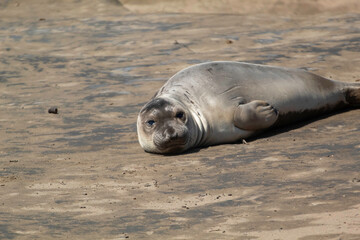 Juvenile Elephant seals on the beach