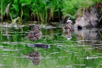 Red Data Book mandarin ducks in the wild. Beautiful bright ducks swim in the pond. Mandarin duck chicks.