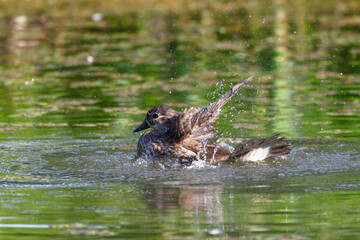 Red Data Book mandarin ducks in the wild. Beautiful bright ducks swim in the pond. Mandarin duck chicks.