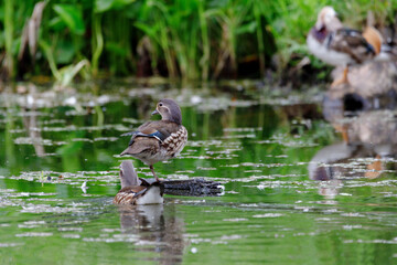 Red Data Book mandarin ducks in the wild. Beautiful bright ducks swim in the pond. Mandarin duck chicks.
