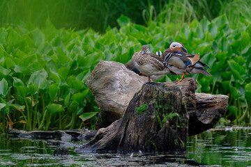 Red Data Book mandarin ducks in the wild. Beautiful bright ducks swim in the pond. Mandarin duck chicks.