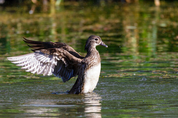 Red Data Book mandarin ducks in the wild. Beautiful bright ducks swim in the pond. Mandarin duck chicks.