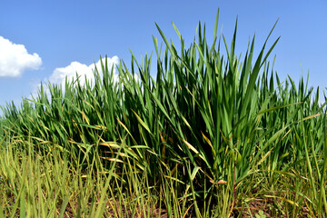 Fototapeta premium Wheat and weeds growing together in Field.