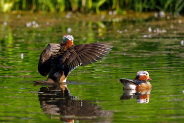 Red Data Book mandarin ducks in the wild. Beautiful bright ducks swim in the pond. Mandarin duck...