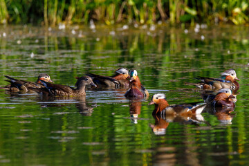 Red Data Book mandarin ducks in the wild. Beautiful bright ducks swim in the pond. Mandarin duck chicks.