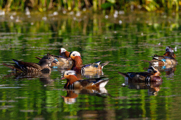 Red Data Book mandarin ducks in the wild. Beautiful bright ducks swim in the pond. Mandarin duck chicks.