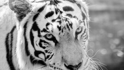 Eyes of mexican white tiger with blurred background