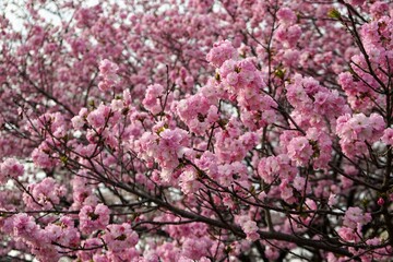 Naklejka premium 八重桜