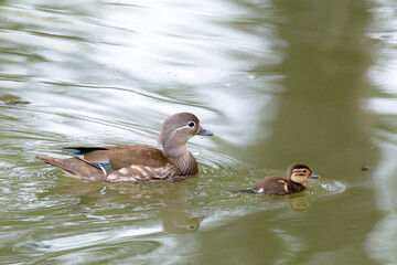Red Data Book mandarin ducks in the wild. Beautiful bright ducks swim in the pond. Mandarin duck chicks.