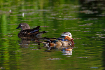 Red Data Book mandarin ducks in the wild. Beautiful bright ducks swim in the pond. Mandarin duck chicks.