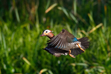 Red Data Book mandarin ducks in the wild. Beautiful bright ducks swim in the pond. Mandarin duck chicks.