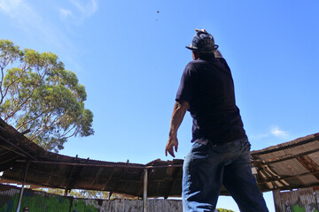 Two-up a traditional Australian gambling game throwing two coins into the air