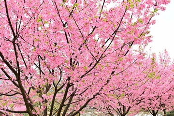 Beautiful Pink Cherry Blossoms Flower Opening in Spring
