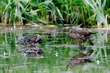 Red Data Book mandarin ducks in the wild. Beautiful bright ducks swim in the pond. Mandarin duck chicks.