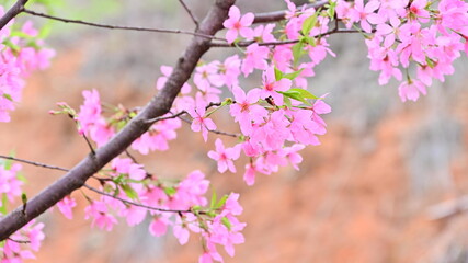 Pink Cherry Blossoms Flower Opening in Spring