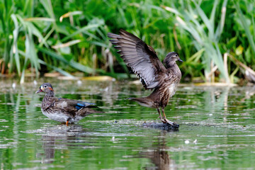 Red Data Book mandarin ducks in the wild. Beautiful bright ducks swim in the pond. Mandarin duck chicks.