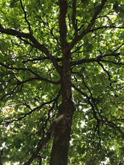 Just a beautiful tree on the street