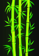 Fototapeta na wymiar Bamboo plants on dark background.