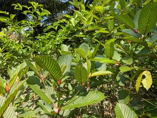 Kratom plants (Mitragyna speciosa) grows wild and fertile in the tropical nature south Kalimantan