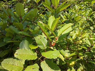 Kratom plants (Mitragyna speciosa) grows wild and fertile in the tropical nature south Kalimantan