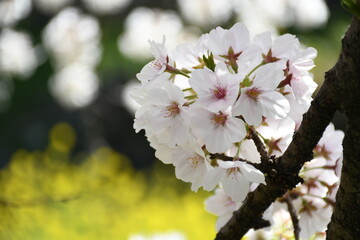 桜の花のクローズアップ　菜の花を背景に