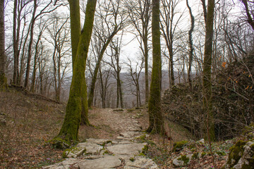 Stone path in the forest. Ancient Caucasian forest. Texture of stones, ground and grass of a forest path. Stone path made of white boulders. Spring.